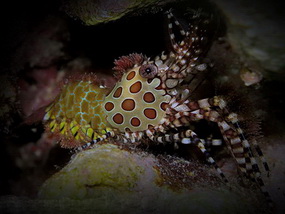 Divers and Critters - Anilao Diving Underwater Photography,Anilao Batangas.